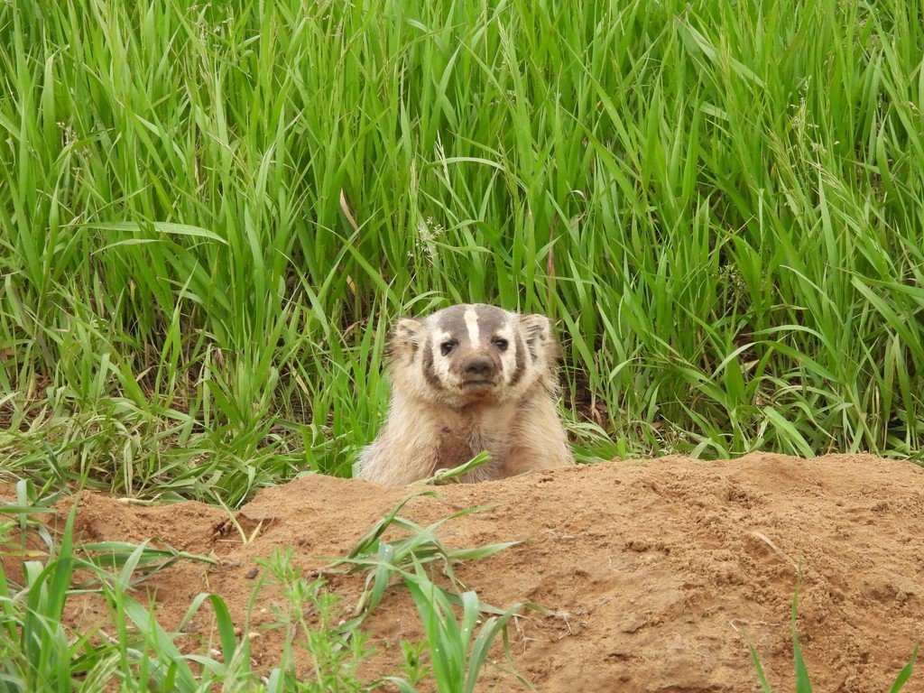 11. Badger Burying an Entire Calf (Image Credits: Rawpixel)