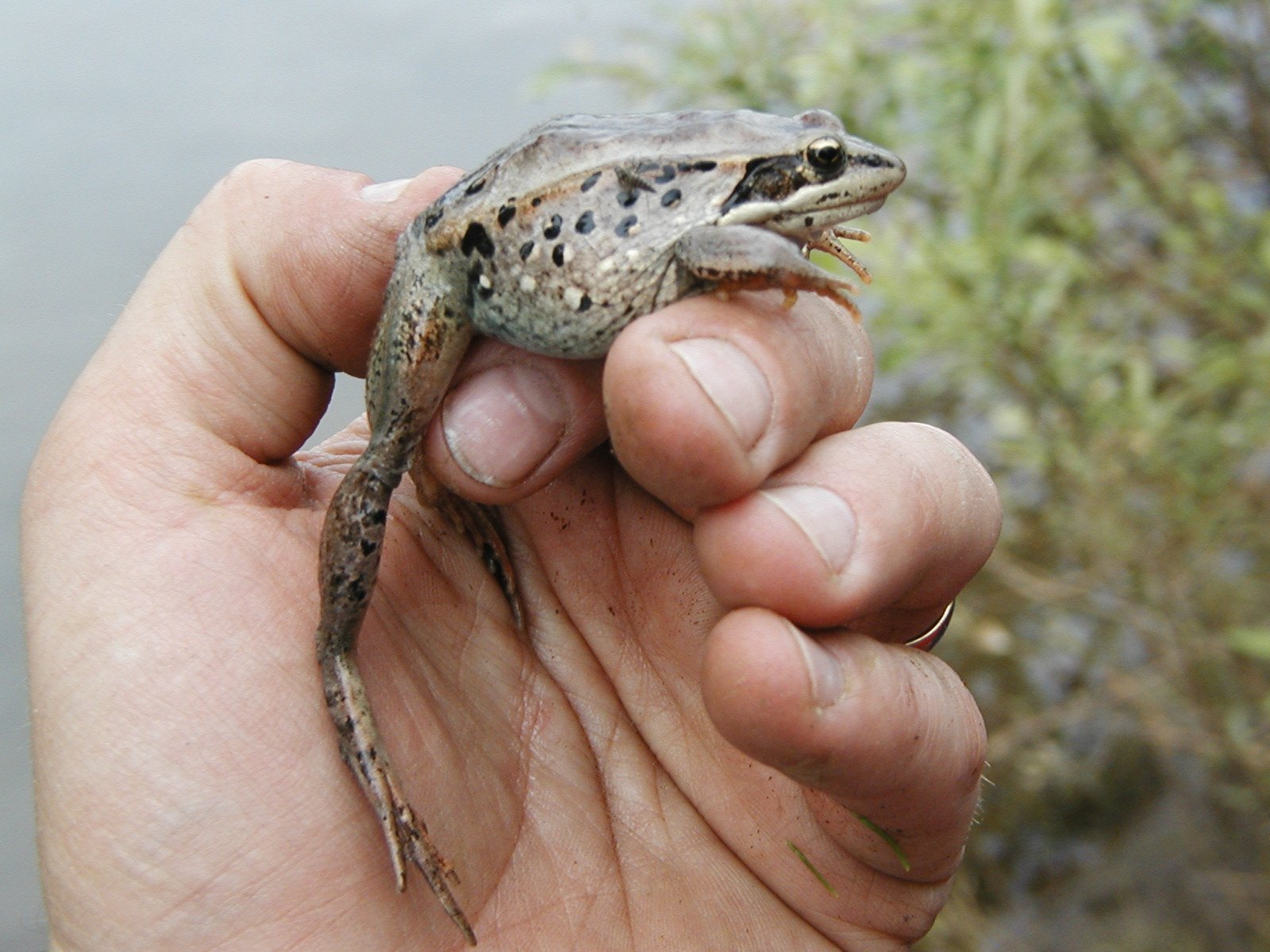 13. Wood Frogs Freezing Solid in Winter (Own work by the original uploader, Attribution)
