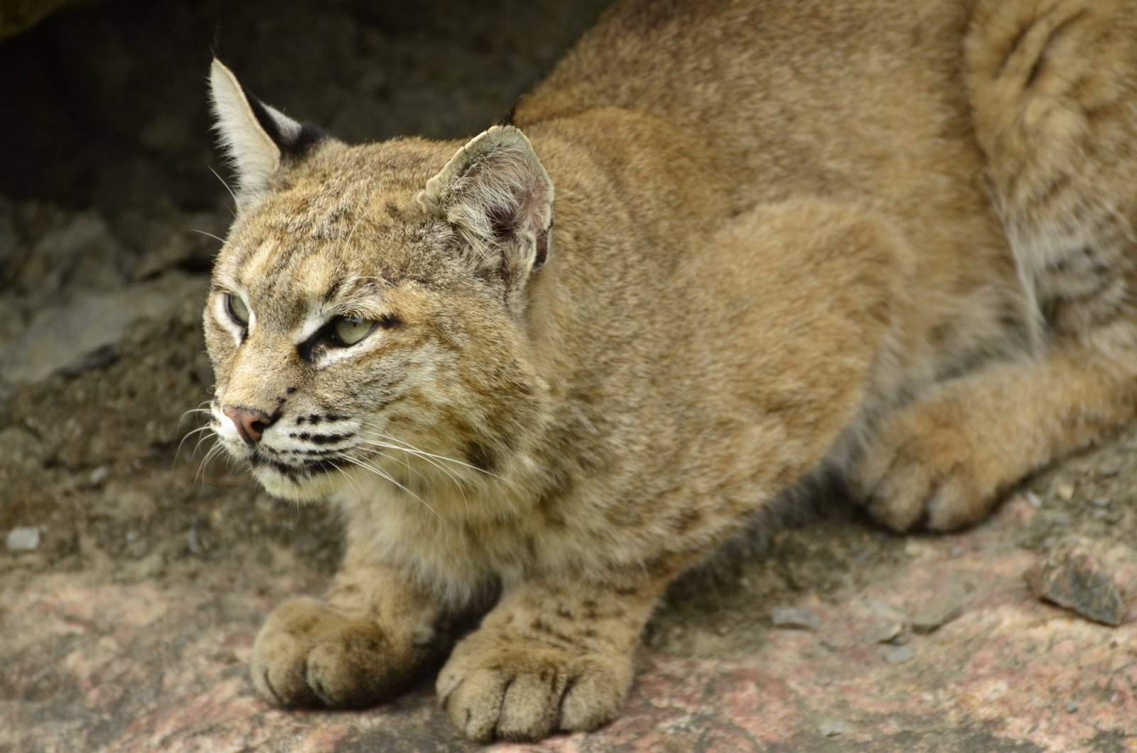 14. Bobcat Snatching a Shark from Surf (By Letartean, CC BY 3.0)