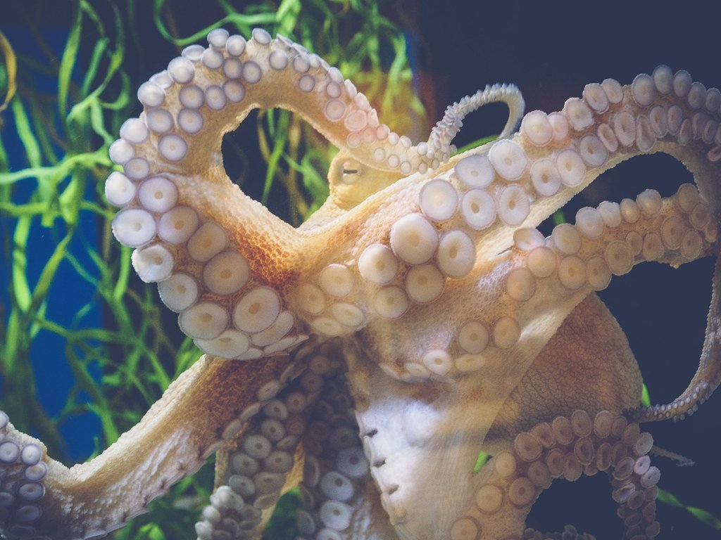 15. Inky the Octopus's Daring Tank Escape (Web-Betty, Flickr, CC BY 2.0)