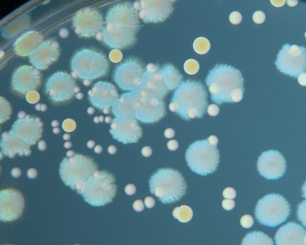 Penicillin (By HansN., CC BY-SA 3.0)