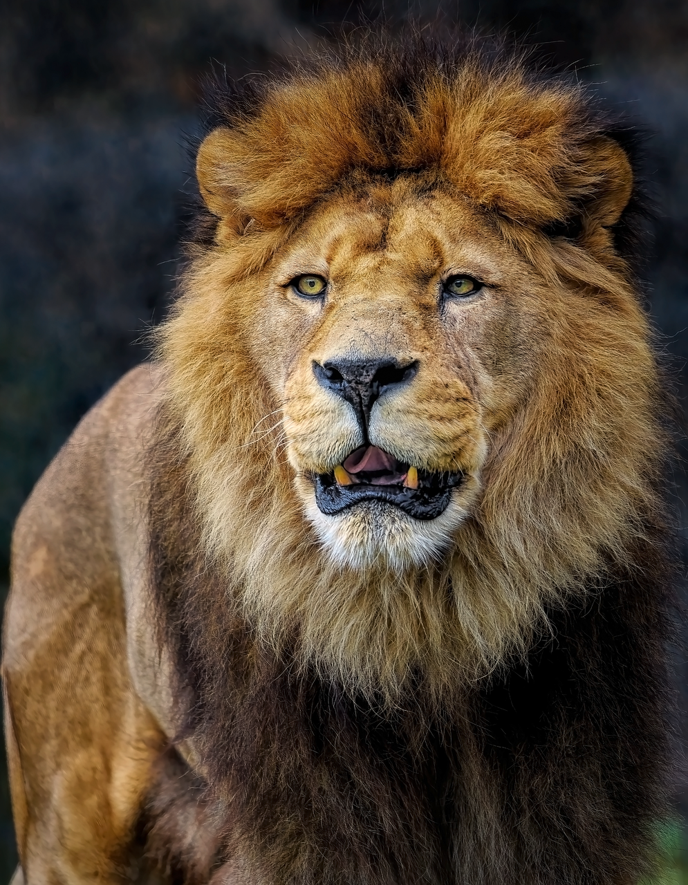 The Lion, the Witch and the Wardrobe (Image Credits: Pixabay)
