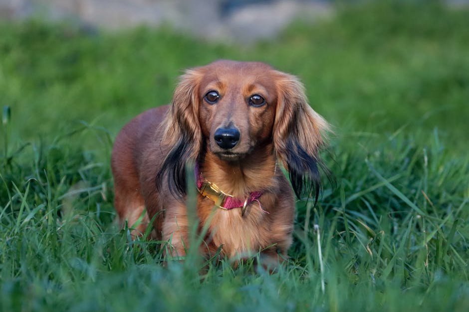 9. His Beloved Dachshund Lump Starred in a Show (Image Credits: Pexels)