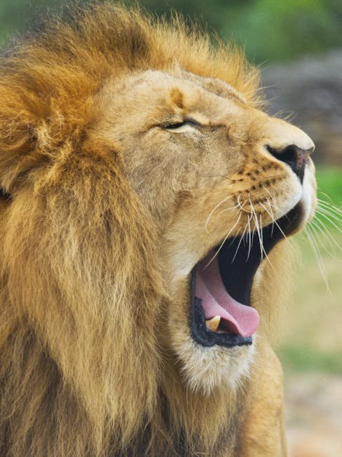 Leo (Image Credits: Pexels)