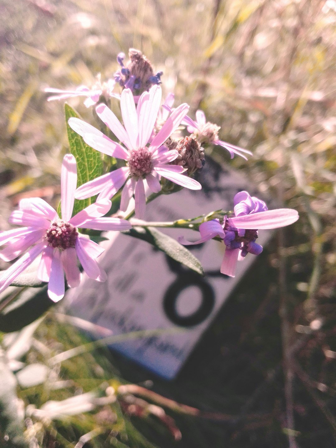 Embracing Your Wildflower Sign (Image Credits: Unsplash)
