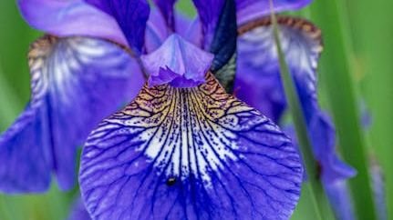Which American Flower Are You Based on Your Zodiac Sign