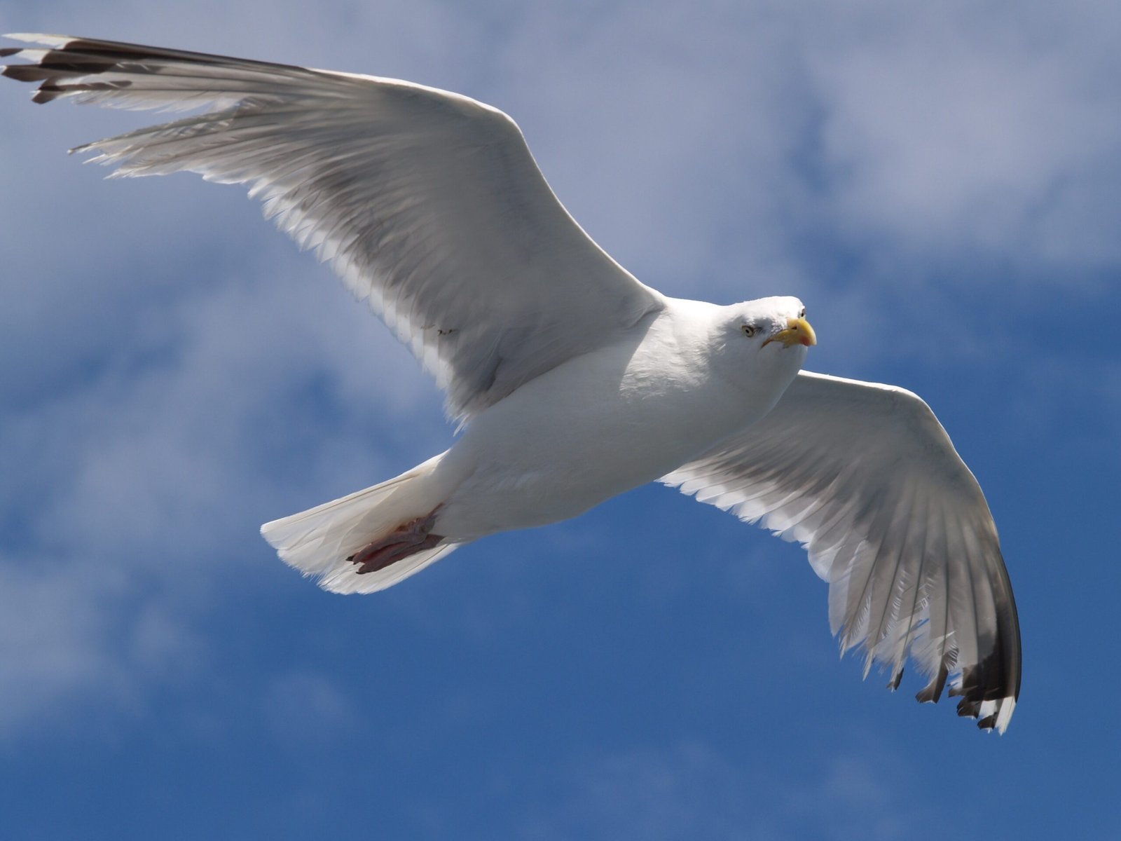 8. Jonathan Livingston Seagull by Richard Bach (Self-photographed, CC BY-SA 2.5)
