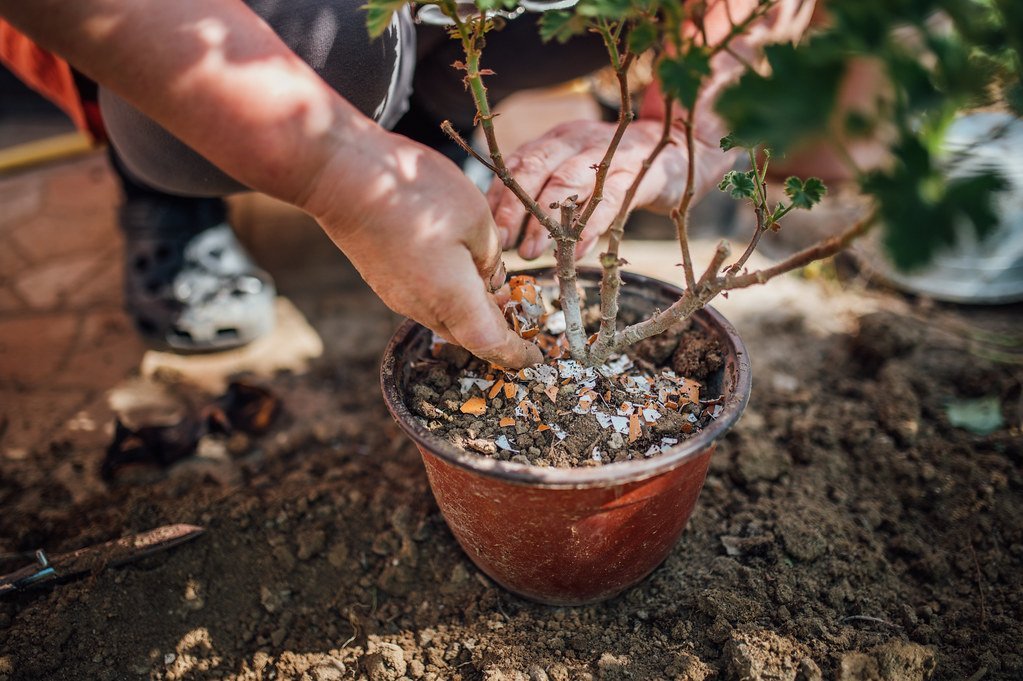 1. Bury Crushed Eggshells Around Tomato Plants (Ivan Radic, Flickr, CC BY 2.0)