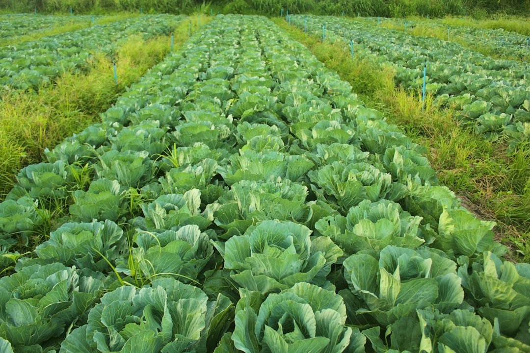 4. Rotate Vegetable Crops Each Year (Image Credits: Unsplash)