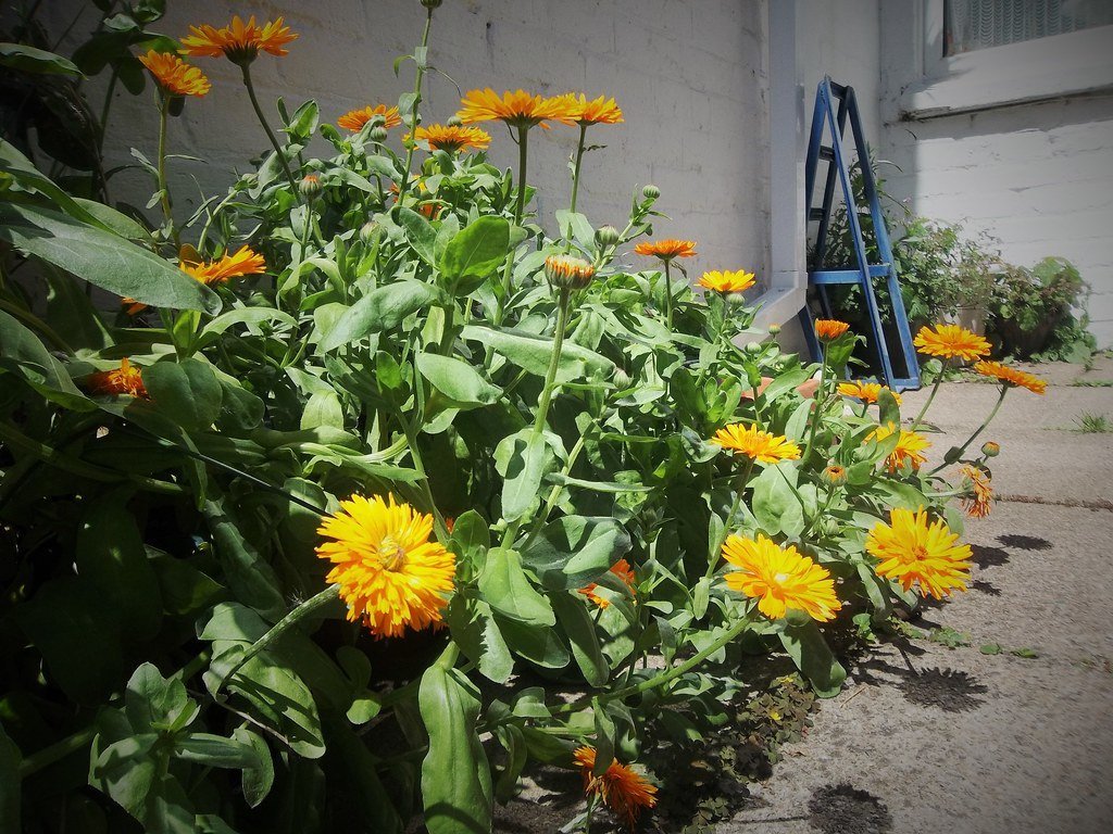 5. Plant Marigolds Among Vegetables and Flowers (steve p2008, Flickr, CC BY 2.0)