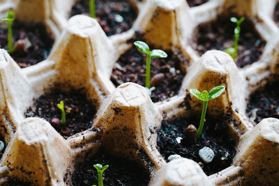 7. Start Seeds in Recycled Egg Cartons or Shells (Image Credits: Pexels)