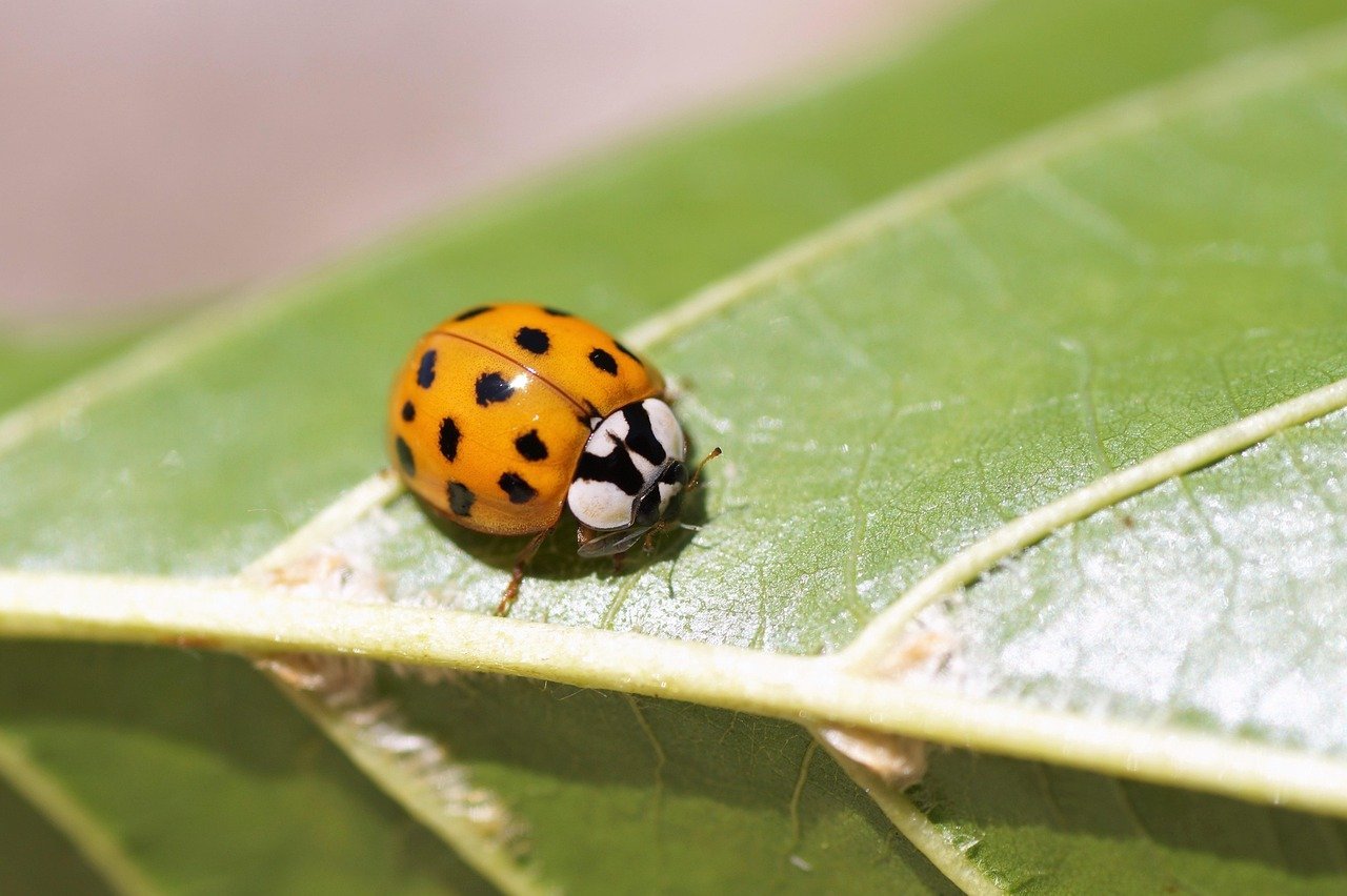 10. Invite Beneficial Insects With a Mix of Flowering Herbs (Image Credits: Pixabay)