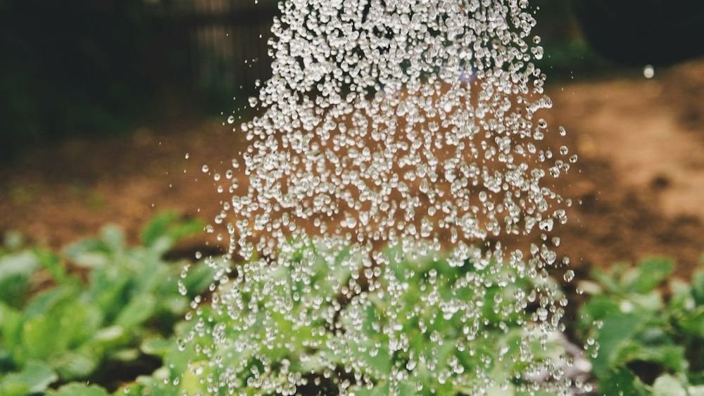 10 Gardening Secrets From Your Grandparents That Still Yield Dramatic Results