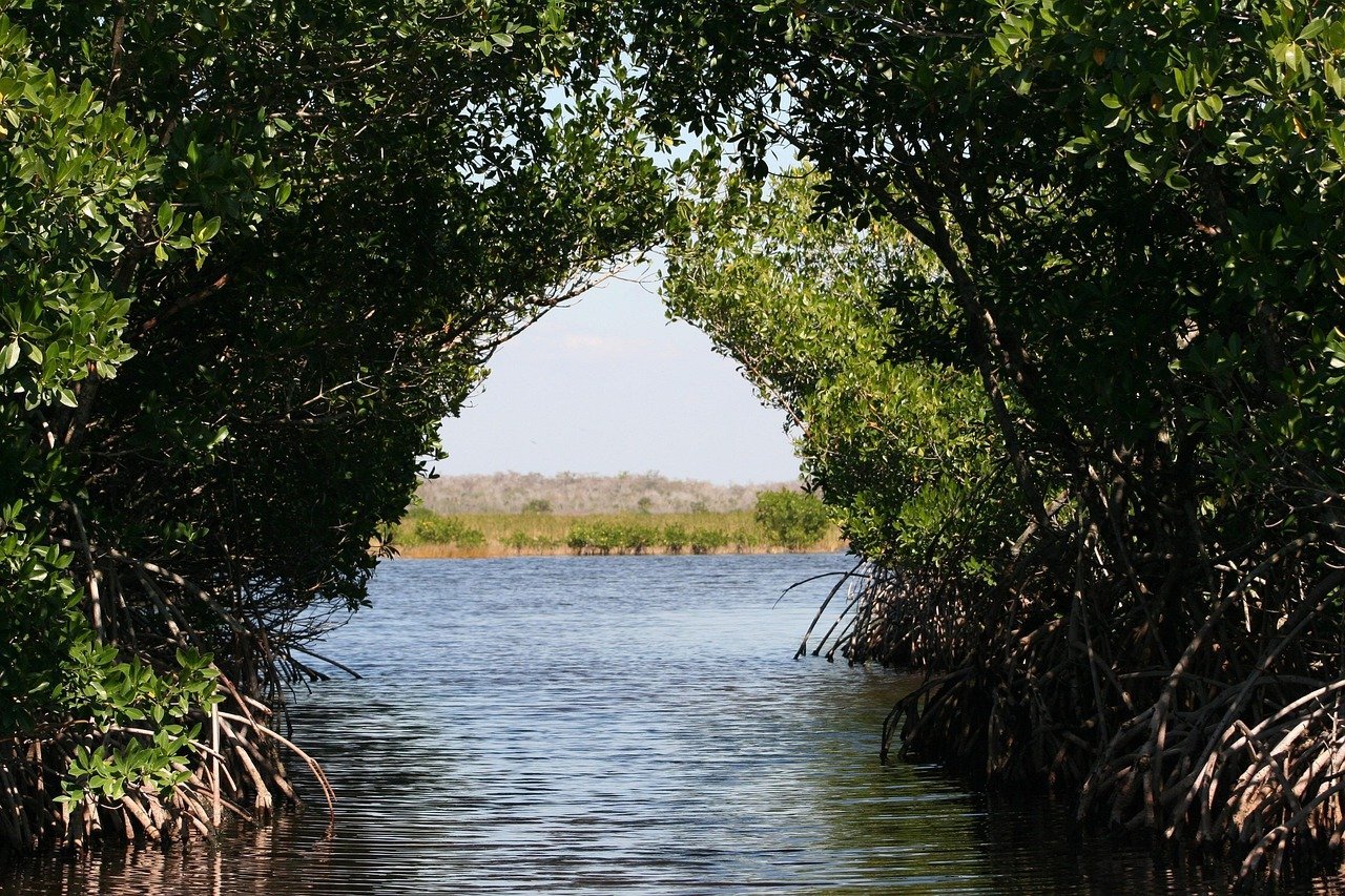 Everglades National Park (Image Credits: Pixabay)