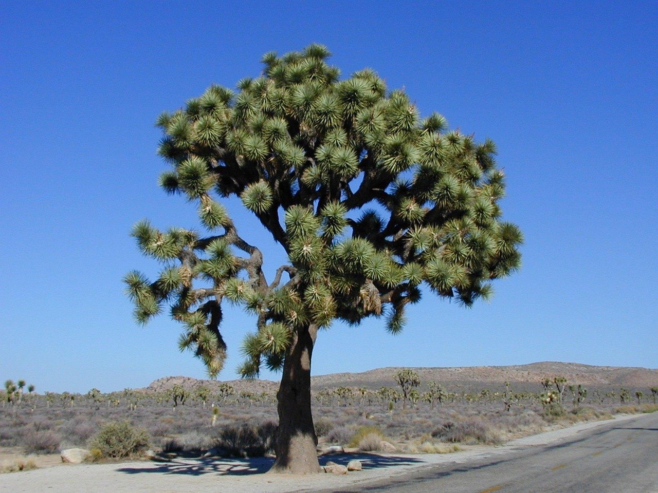 Joshua Tree National Park (Image Credits: Pixabay)
