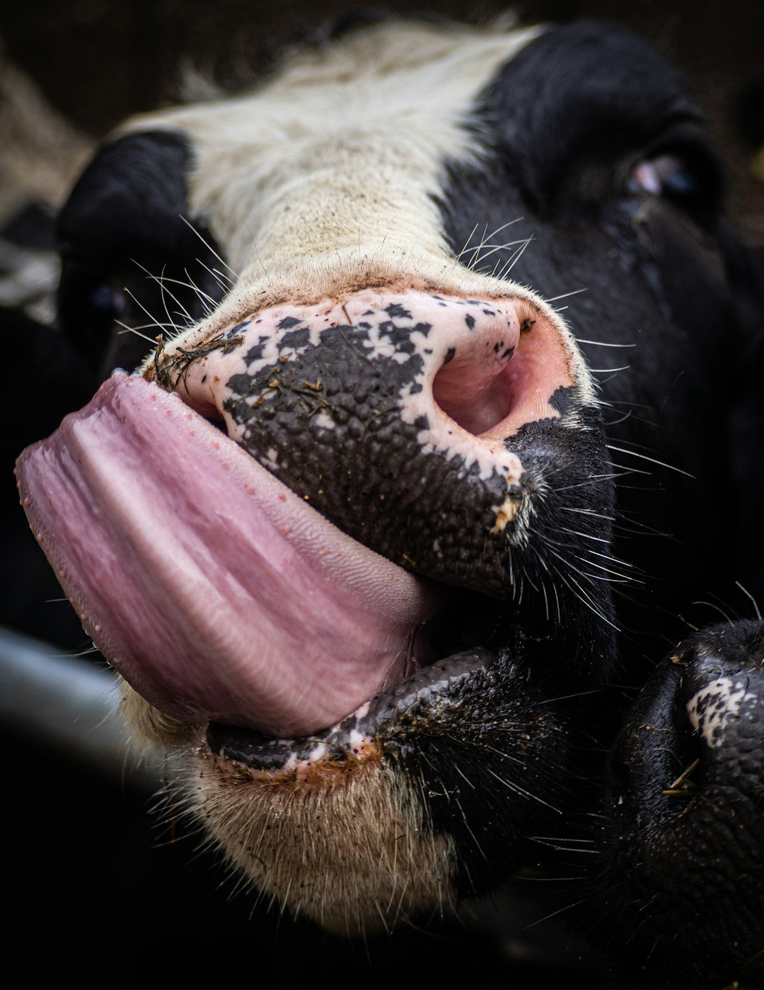 Gene Simmons’ Cow-Tongue Transplant (Image Credits: Unsplash)
