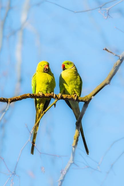 Jimi Hendrix and London’s Parakeet Population (Image Credits: Pexels)