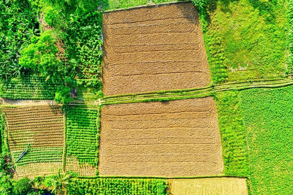 Practice Crop Rotation (Image Credits: Pexels)