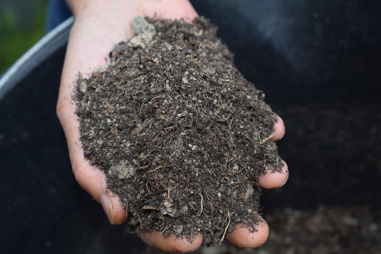 Apply Organic Mulch Generously (Image Credits: Pixabay)