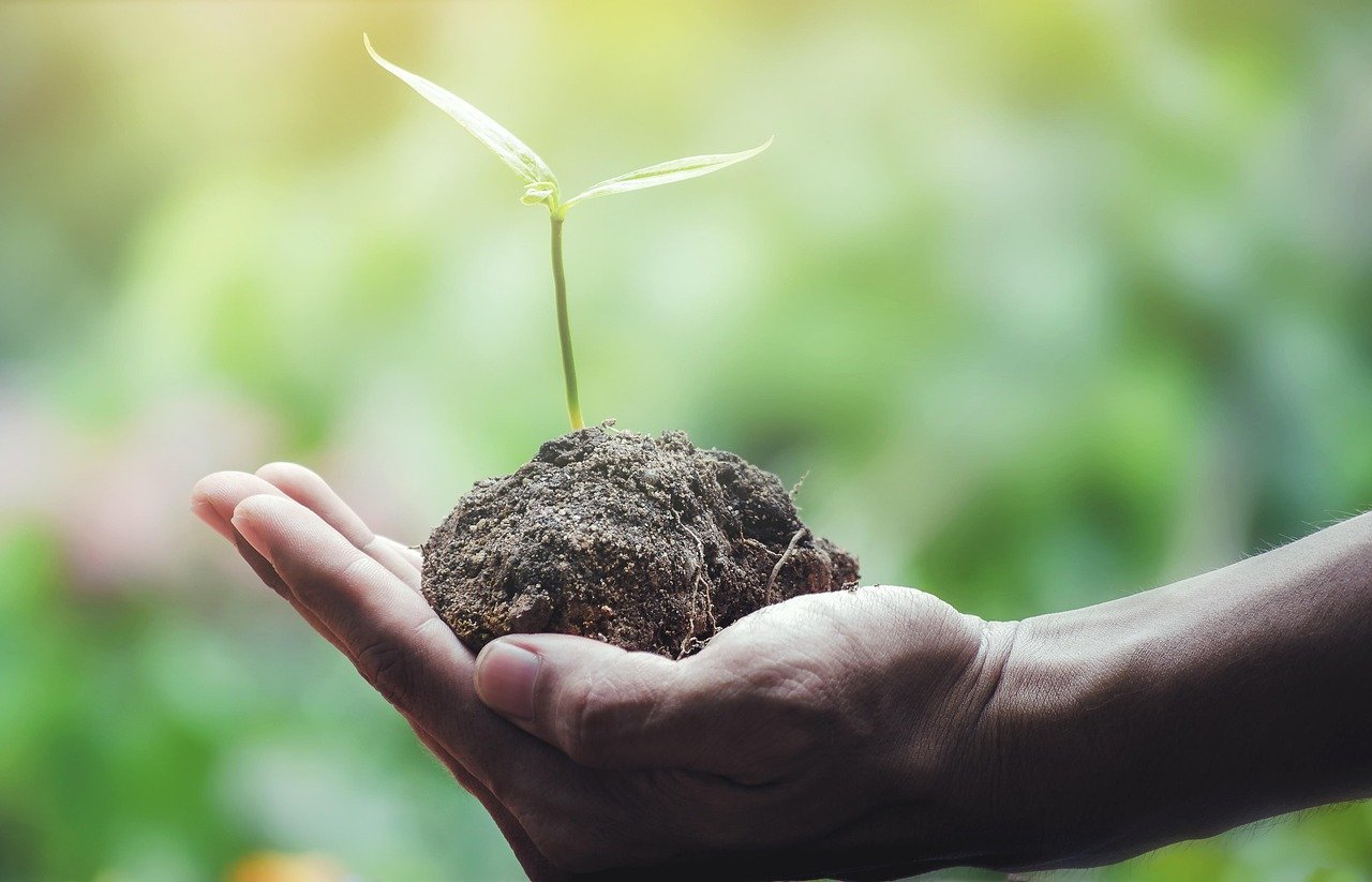 Save Seeds from Strongest Plants (Image Credits: Pixabay)