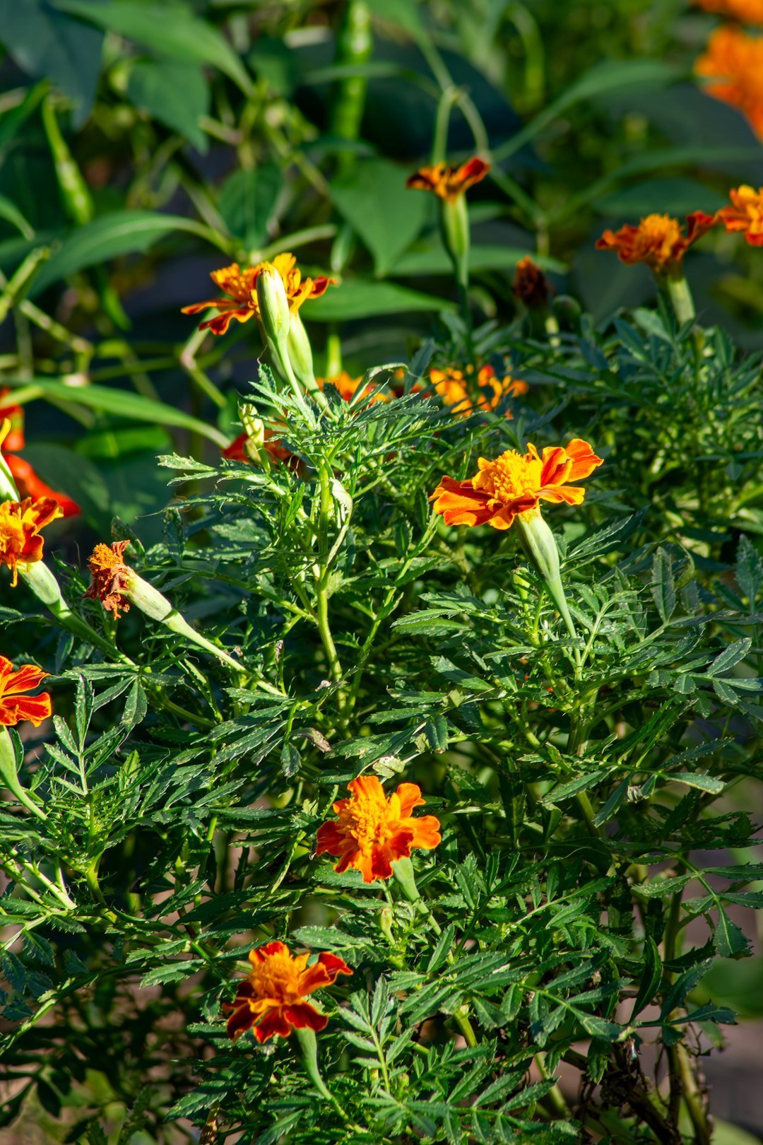 Plant Marigolds as Pest Deterrents (Image Credits: Unsplash)