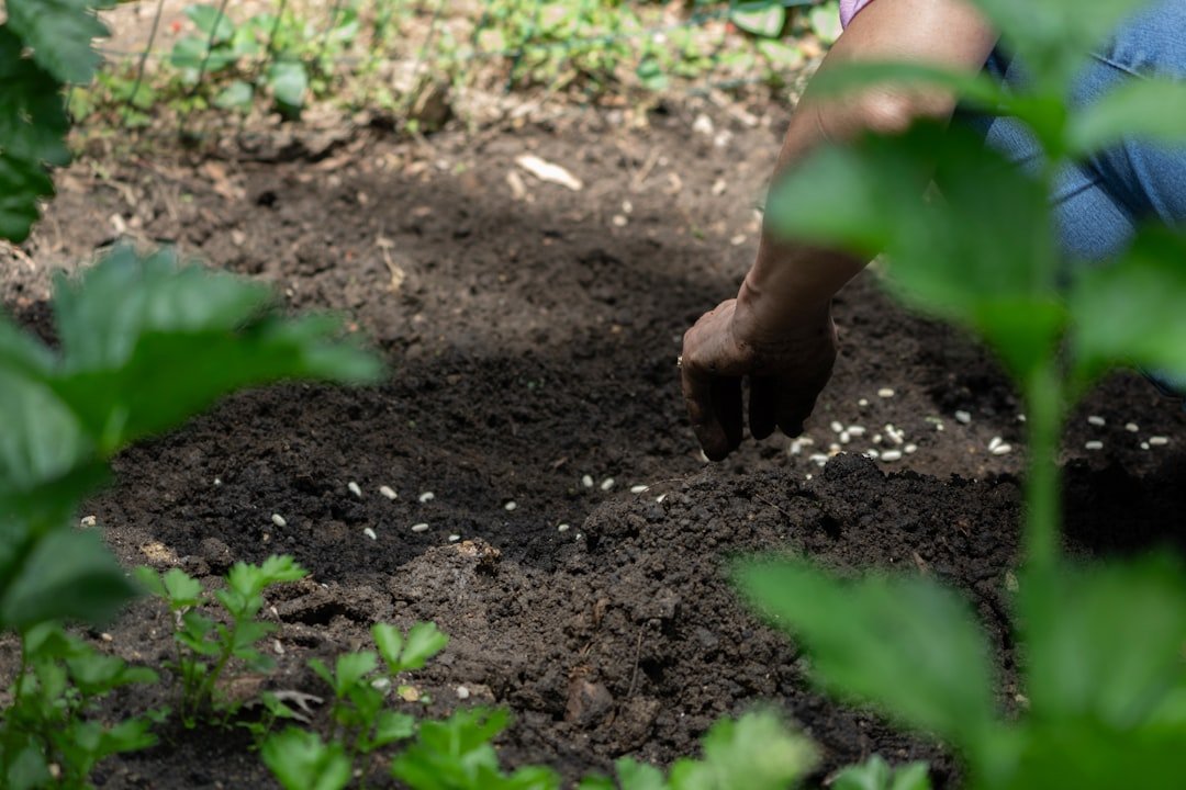 Aerate Soil by Hand Regularly (Image Credits: Unsplash)