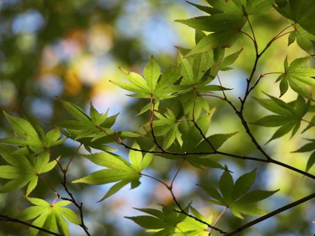 Leaves That Are Green (Image Credits: Rawpixel)
