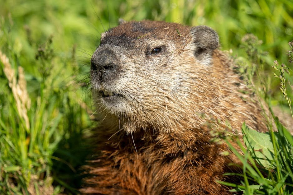Groundhog Day Forecasts (Image Credits: Pexels)