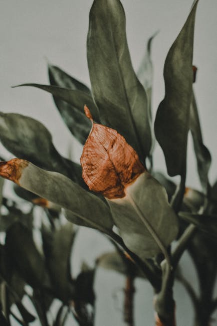 Myth 1: Wilting Leaves Always Mean the Plant Needs Water (Image Credits: Pexels)