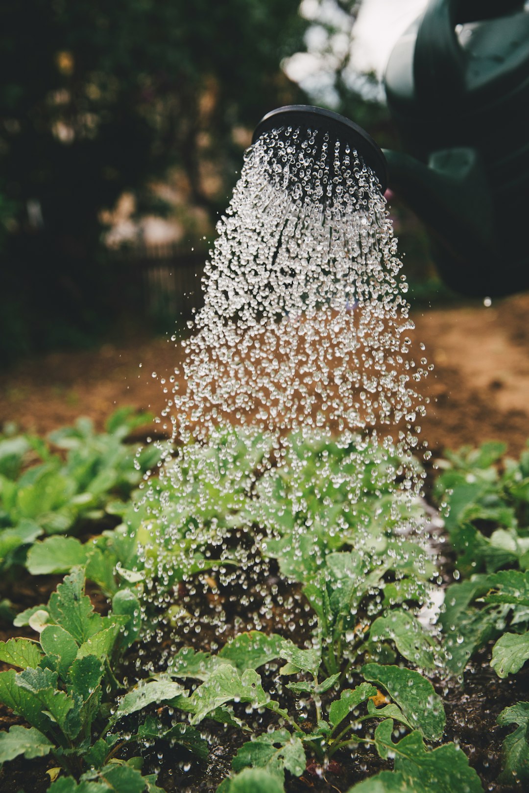 Myth 6: Watering Leaves in Sunlight Causes Burn Spots (Image Credits: Unsplash)
