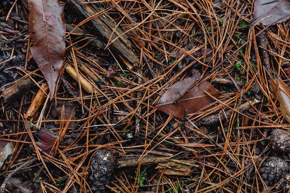 Myth 7: Pine Needles Will Make Soil Too Acidic for Most Plants (Image Credits: Pexels)