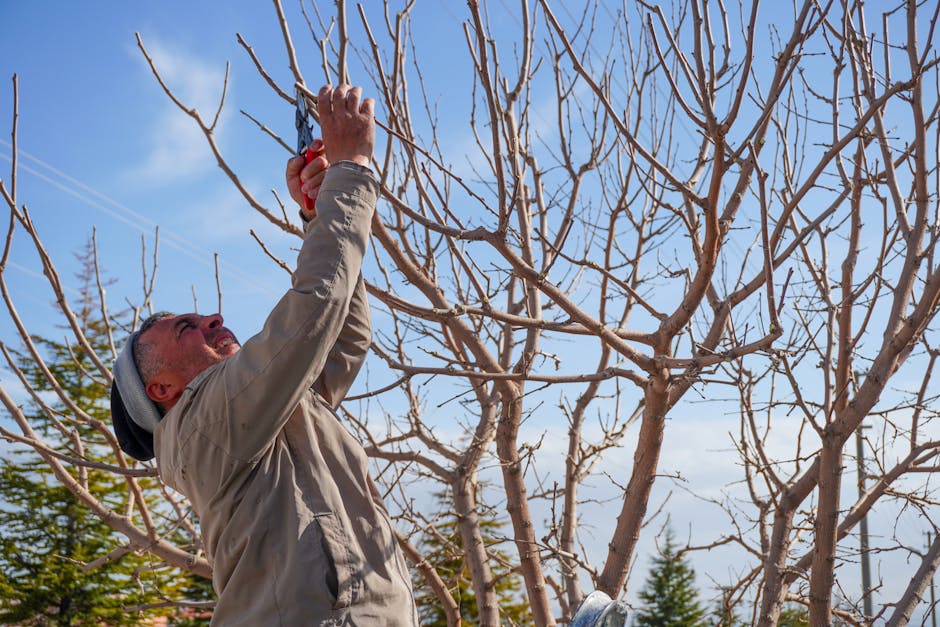 Myth 9: Topping Trees Controls Their Height Effectively (Image Credits: Pexels)