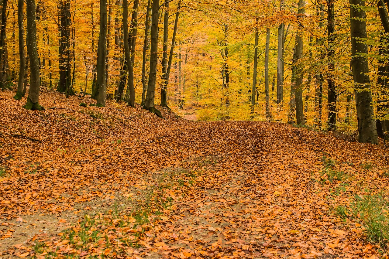 Myth 12: All Fallen Leaves Must Be Raked and Removed in Autumn (Image Credits: Pixabay)