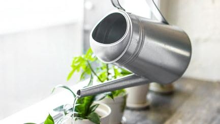 12 Gardening Myths That Are Dramatically Hurting Your Plants (and How to Fix Them)