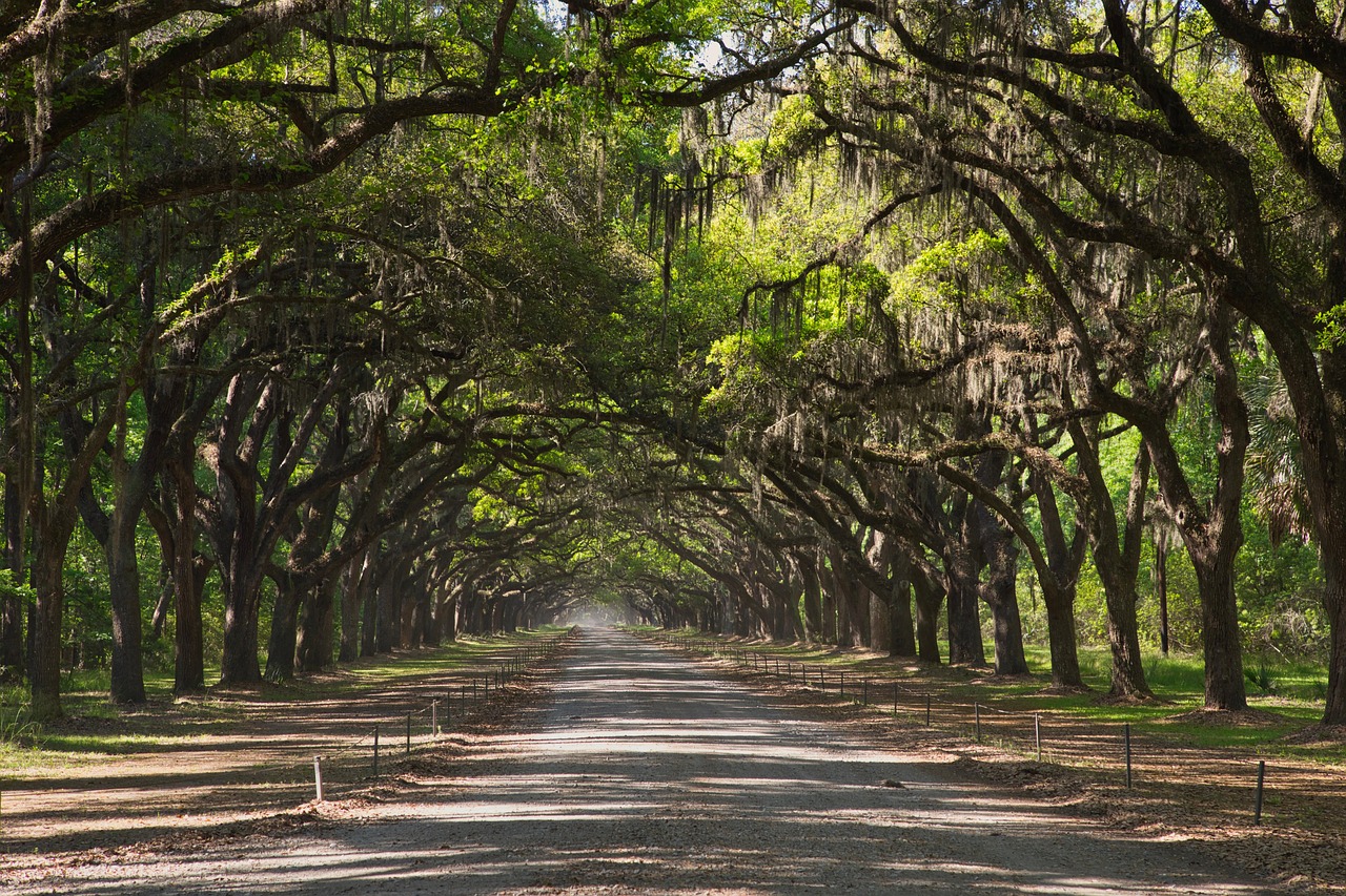 Savannah, Georgia (Image Credits: Pixabay)