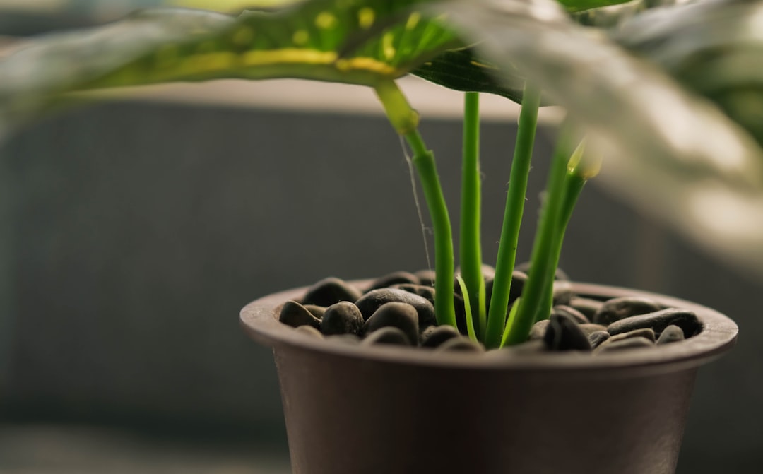 Adding Rocks or Gravel to the Bottom of Pots Improves Drainage (Image Credits: Unsplash)