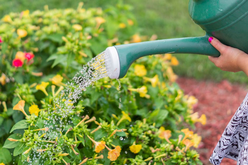 Watering Plants During Sunny Hours Will Burn Their Leaves (Image Credits: Pexels)