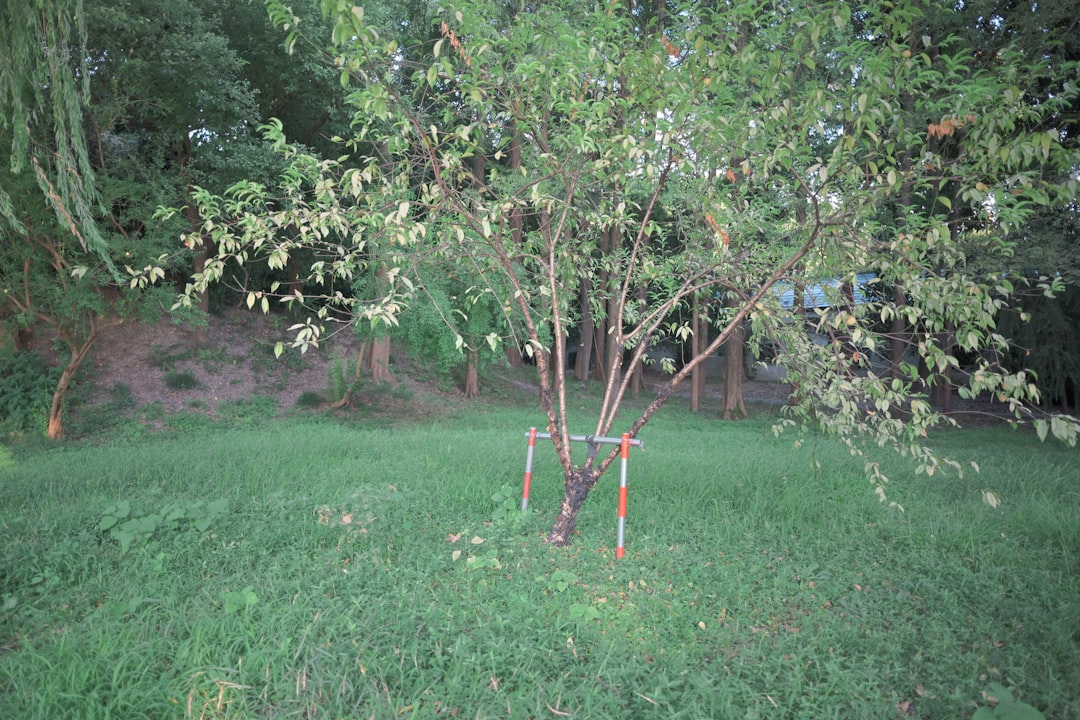 Young Trees Need Staking for Extra Support (Image Credits: Unsplash)