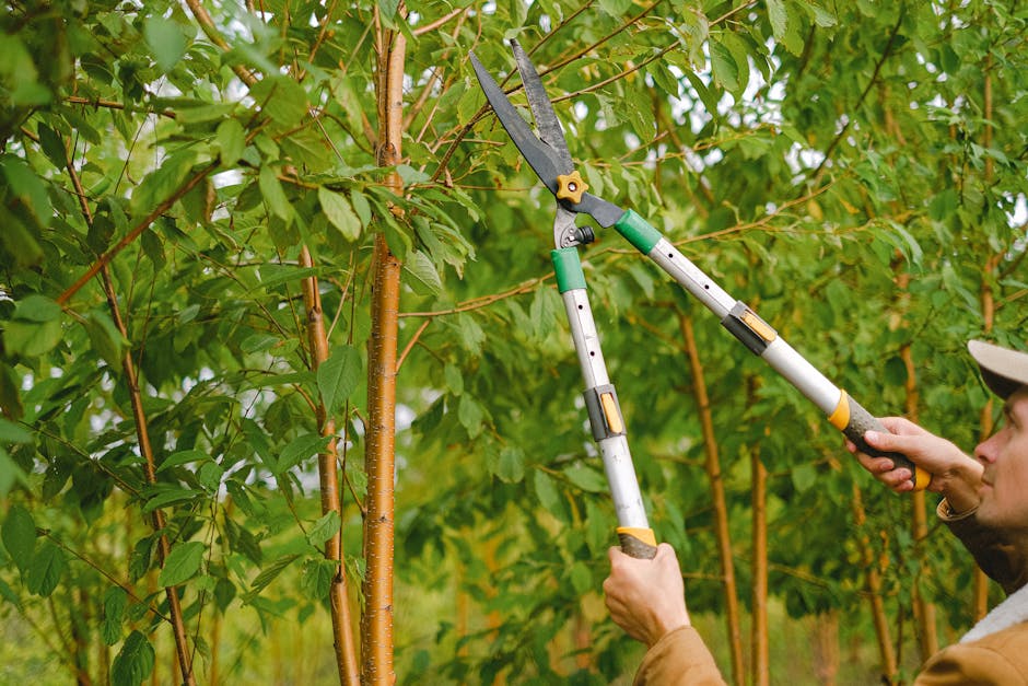 Painting Pruning Cuts Helps Trees Heal Faster (Image Credits: Pexels)