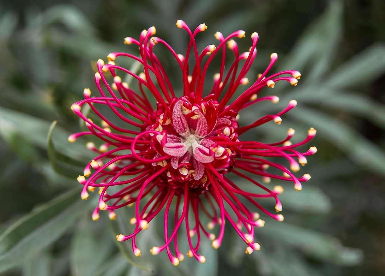 Native Plants Require No Watering or Care Once Planted (Image Credits: Pixabay)